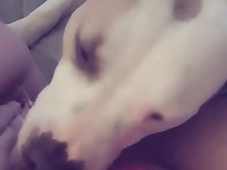 Pussy Licking Puppy