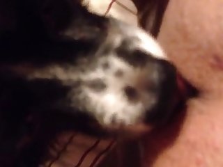 Puppy Eating My Pussy