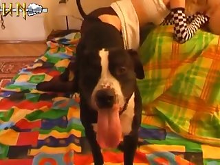 Pitbull Dog Porn - best lubricated porn videos page 1 at dogporn.net