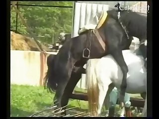 Bfi First Horse Experience [animal Passion] xxx porn