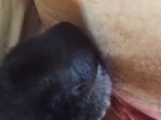 Dog Licks Pussy And Ass