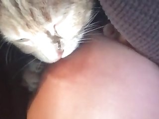 My Cat Loves Sucking On My Nipples
