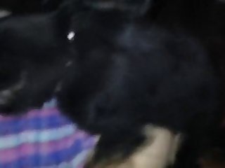 Son Visage Devant La Bite Dure Palpitante Du Chien