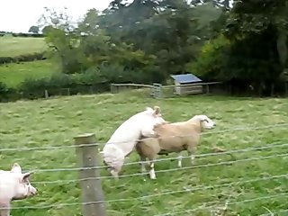 pig Fuck Sheep animal sex