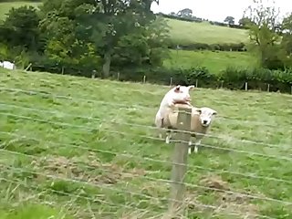 pig Fuck Sheep animal sex