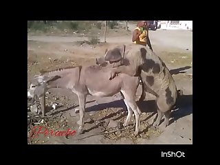 .pig Fucking Donkey