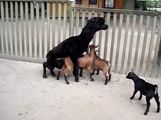 Goat Mating