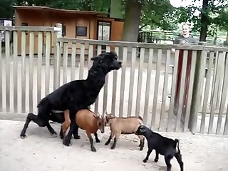 best goat porn videos page 1 at dogporn.net