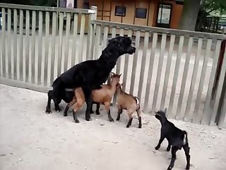 16.lama Fucking Goat
