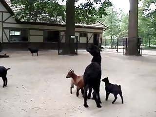 16.lama Fucking Goat