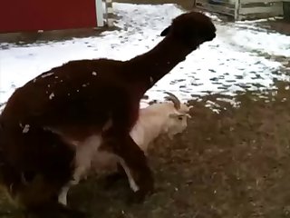 lama Fuck Goat and suck cock