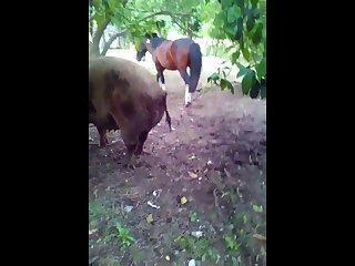 Pig Having Sex With A Cow - best pig porn videos page 1 at dogporn.net