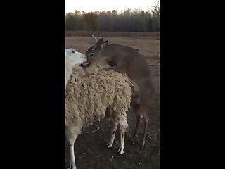 28.deer Llama