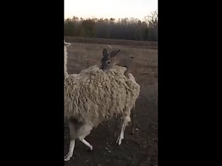28.deer Llama