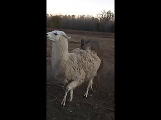28.deer Llama