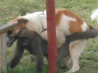 9.dog Monkey