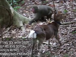 2 monkey Deer
