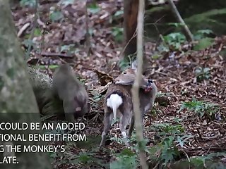 2 monkey Deer