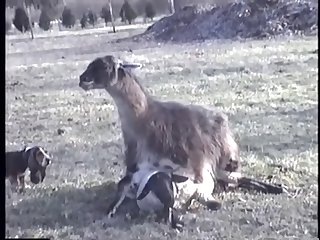 23.llama Fucking Goat