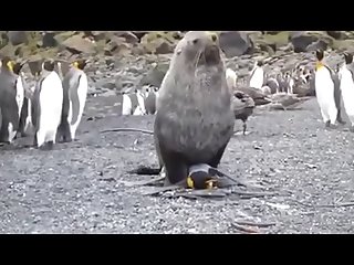 3 seal Pangwin