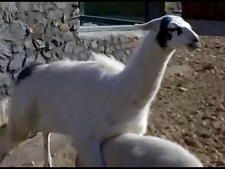 1  lama Goat