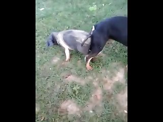 18.dog Knotted To Pig