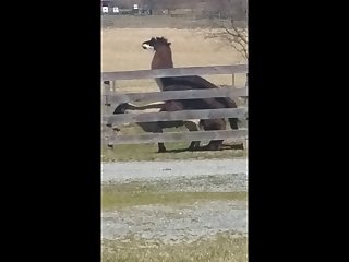 14.lama Fucking Goat