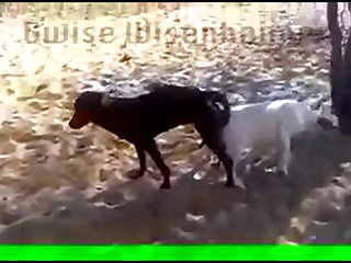 best goat porn videos page 1 at dogporn.net