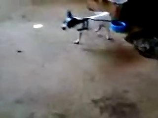 11.dog Knotted To Cat