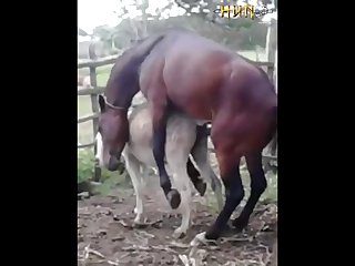 best donkey porn videos page 1 at dogporn.net