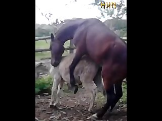 37.horse Fucking Donkey