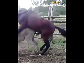 37.horse Fucking Donkey