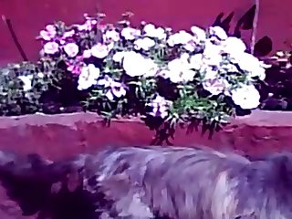 25.dog Cat