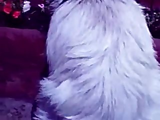 25.dog Cat