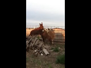 24.donkey Fucking Llama