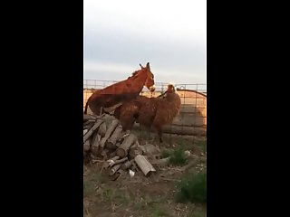 24.donkey Fucking Llama