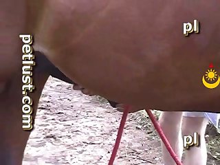 Petlust Men Stallion