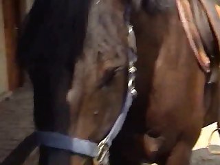 Horse Story 2 1