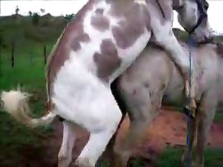 Donkysex Animal Sex Zootube365.com