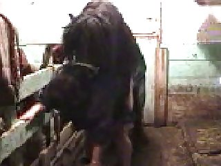 Zoo Mistress Beast Horse In Stall Incredible Cumshot In Pussy