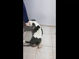 Two Horny Latinas With Dog