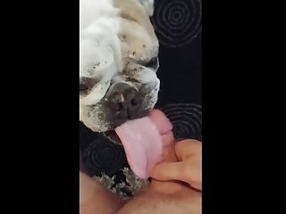 Bulldog Lickjob