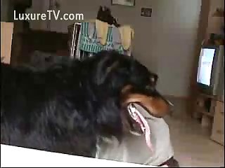 Furry Black Dog Humps A Naughty Boy