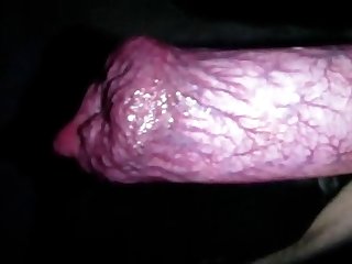 59250 Boy Suck Dog Cock