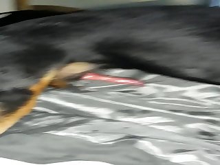 Brother's Dog