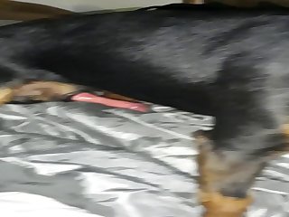 Brother's Dog