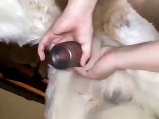 Jerking My Dog Off