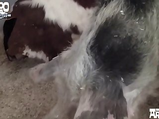 Extreme Headshave Porn