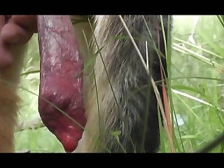 Extreme Huge Ass Porn