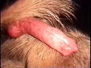 Extreme Depraved Porn